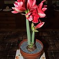 odmiana 'Double Dragon' - 26 stycznia 2009 #amarylis #DoubleDragon #Hippeastrum #hydroponika