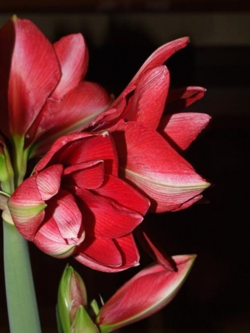 odmiana 'Double Dragon' - 26 stycznia 2009 #amarylis #DoubleDragon #Hippeastrum #hydroponika