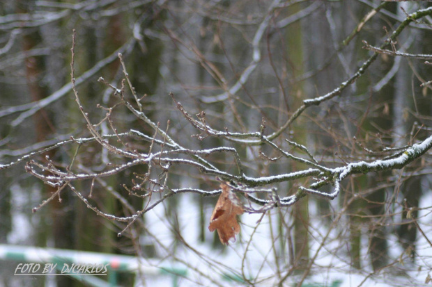 #Carlos #taxi #zima #Kraśnik #Poland #winter #Marek