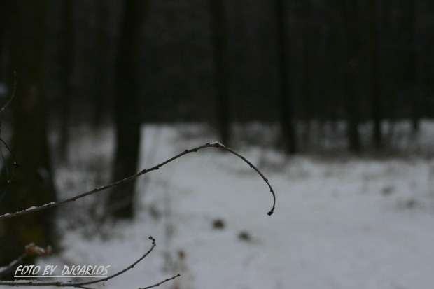 #Carlos #taxi #zima #Kraśnik #Poland #winter #Marek