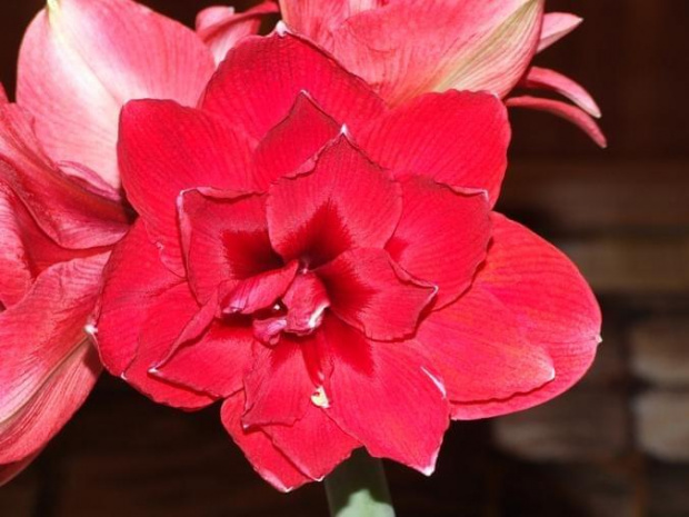 odmiana 'Double Dragon' - budowa kwiatu pełnego #amarylis #DoubleDragon #Hippeastrum