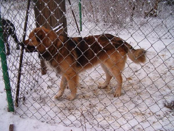 Diger vel Misio styczeń 2009r