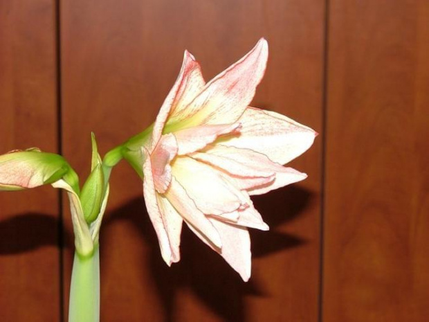 odmiana 'Aphrodite' - 2 lutego 2009 #amarylis #Aphrodite #Hippeastrum #hydroponika