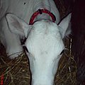 albino calf cielę cielak albinos biały white