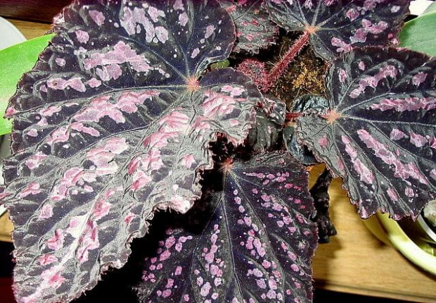 begonia rex