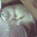 Tobiaszek śpi jak dziecko. =) #tobiasz #szczurek #szczury #szczur