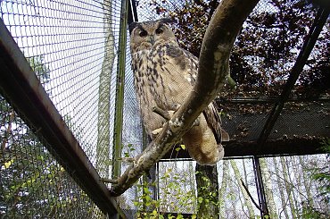 #zoo #park #zwierzęta #natura #sowa