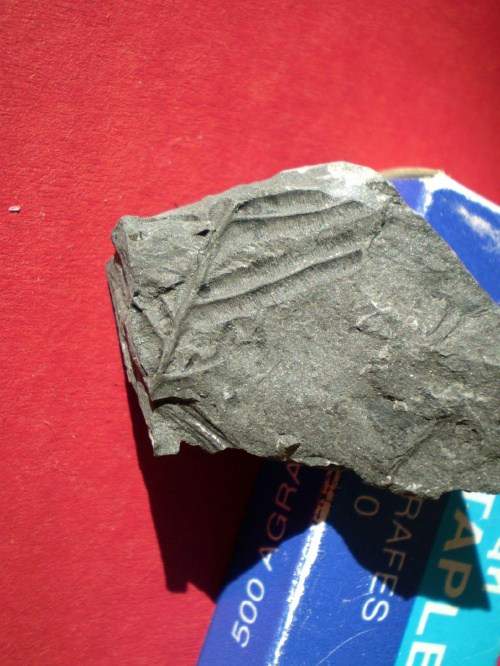 Fragment liścia paproci z rodzaju Pecopteris . Długość okazu - 2,5 cm . Wiek : górny karbon – dolny perm . Data znalezienia : 2002 .