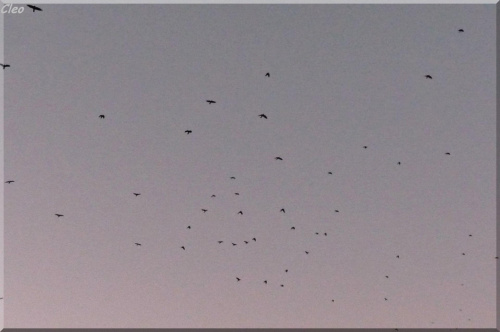 I ptaki szybowaly po niebie...:)