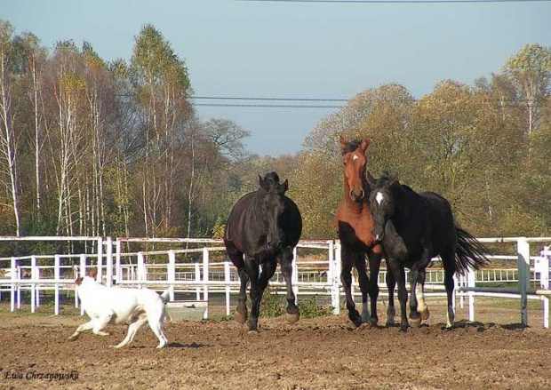 2008.10.26 Konie w Stodołach