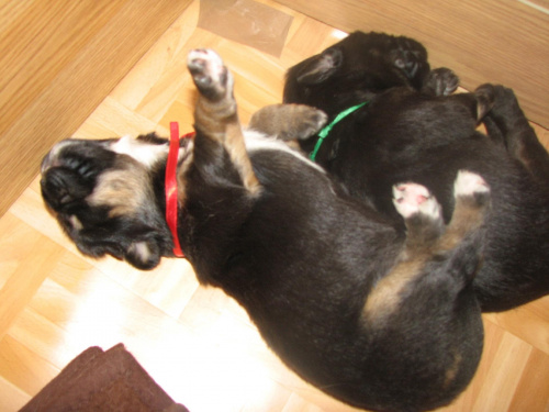 drobna sugestia:"w rączkę całuj nie żałuj :)" #psy #szczeniaki #MastifTybetański