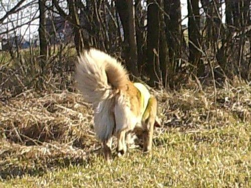 leonberger, leonbergery, Delicja Apteka Natury #leonberger #leonbergery #DelicjaAptekaNatury