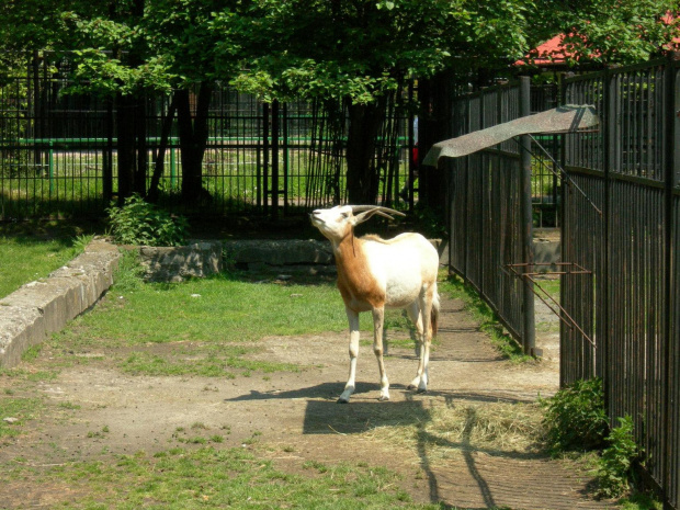 CHORZOWSKIE ZOO WYPRAWA NR 2 :]