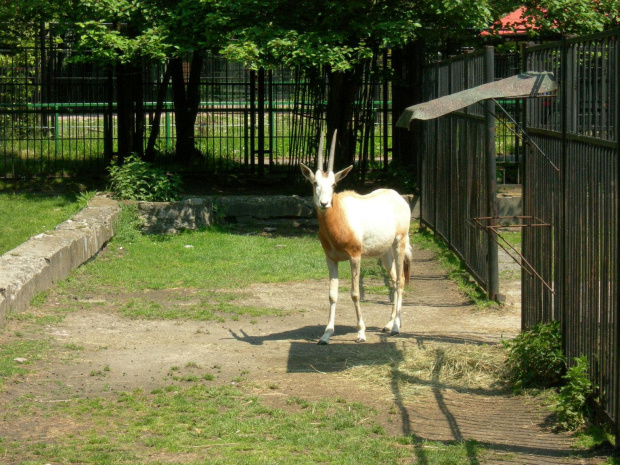 CHORZOWSKIE ZOO WYPRAWA NR 2 :]