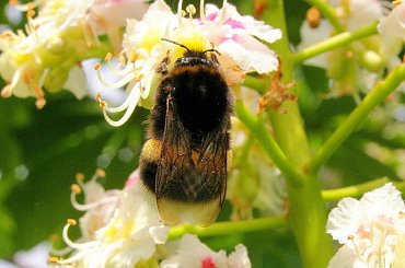 trzmiel na kasztanie #trzmiel