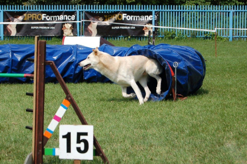 PP Agility Białystok 22.07.2007