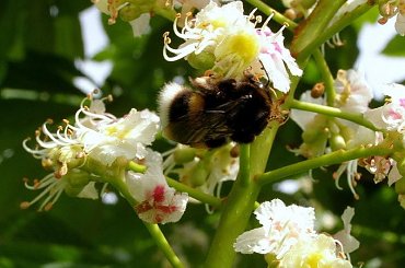 kasztan #kasztan #trzmiel