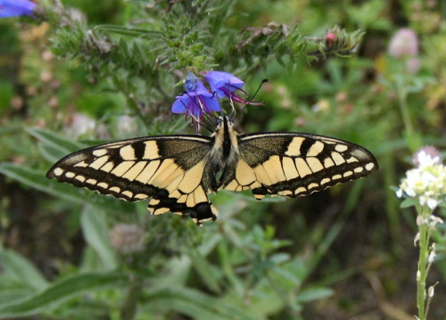 Papilio machaon -- czyli paź królowej #łąka #kwiatki #motyl #natura