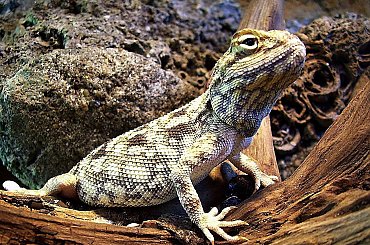 a taka gadzinka :)) #gad #jaszczurka #wrocław #zima #zoo