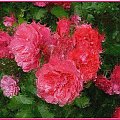 Moje róże Marion,kwitnace bez przerwy,namalowane #róże #namalowane #przeróbki #inaczej