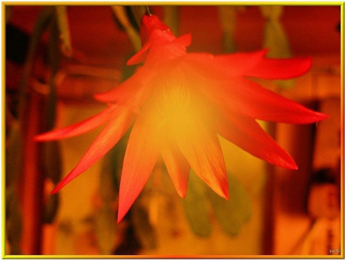 zapalic lampke...z kwiatu zygokaktusa! #przeróbki #inaczej
