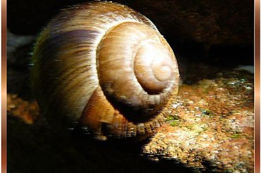 winniczek inaczej #ślimak #winniczek #przeróbki #inaczej