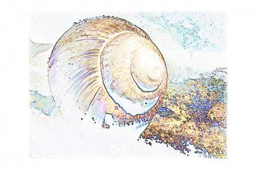 winniczek inaczej #ślimak #winniczek #inaczej