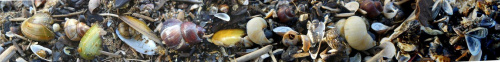 troche jesieni...muszelki z kawałkami bursztynu i ziarenkami piasku nad morzem w Mikoszewie #muszelki #jesień #NadMorzem #Mikoszewo