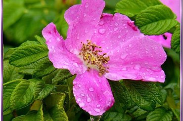 Mikoszewo-po drodze do morza nagle zaczęło padać, róże wyglądały prześlicznie #DzikaRóża #rośliny #NadMorzemPoDrodze