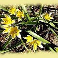 w moim ogrodzie #wiosna #rośliny #ogród #TulipanBotaniczny #kwiatki