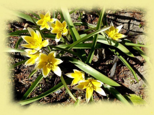w moim ogrodzie #wiosna #rośliny #ogród #TulipanBotaniczny #kwiatki