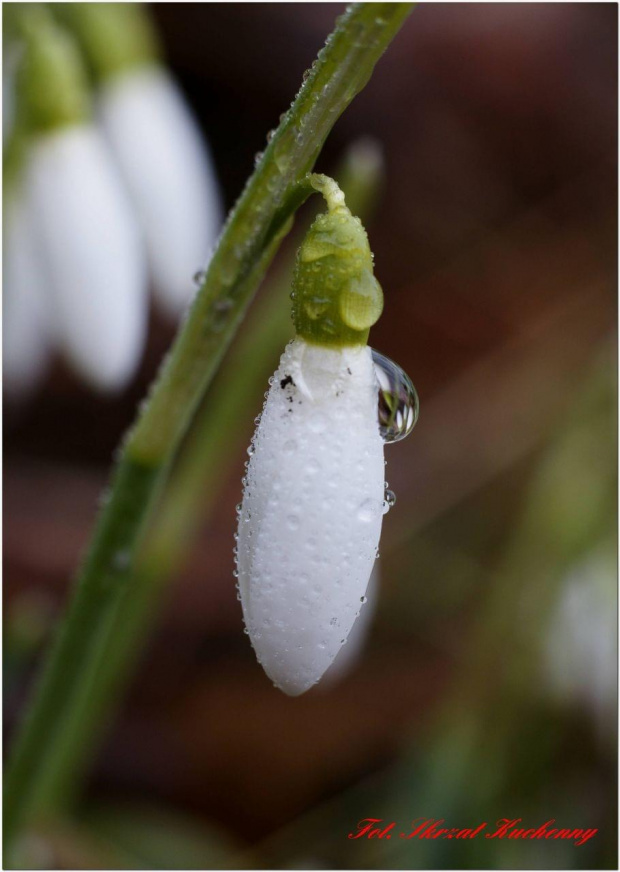 #przebiśniegi #krople #makro