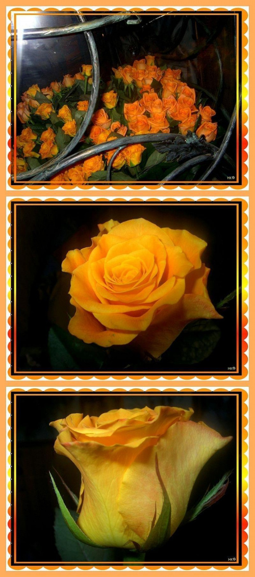 Piękne urodzinowe róże, które otrzymał każdy zaproszony...swoje obfotografowałam...takie piękne! #impreza #urodziny #RadioZłotePrzeboje