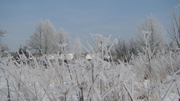 krajobraz zimowy w okolicy Małkini #krajobraz #zima #szron
