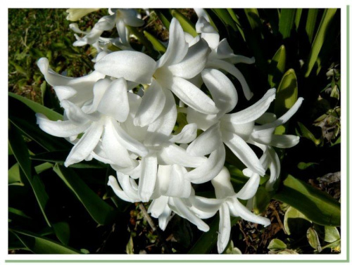 oszałamiająca uroda i zapach,któryzniewala #wiosna #roślinki #hiacynt #biel #WOgrodzie