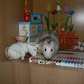 #gryzonie #szczury #szczurki #zwierzęta