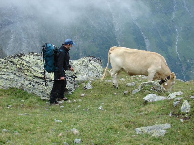 Zejście do Zinal po zdobyciu Bishorn i alpejskie krowy. #Alpy #góry #krowa #lodowiec #Szwajcaria #treking #wakacje