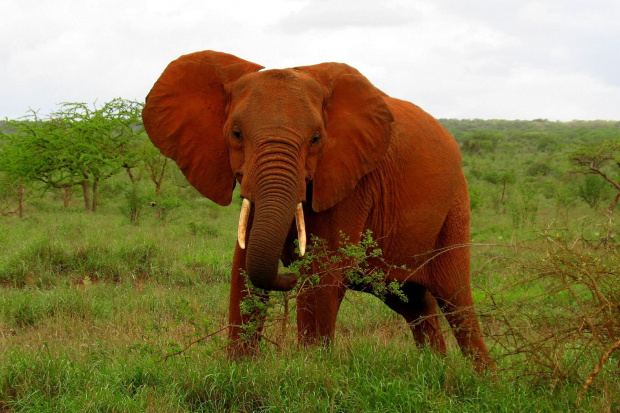 czerwony słoń z Tsavo #wakacje