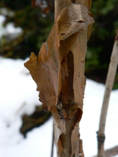 Hydrangea quercifolia `Brido' SNOWFLAKE - kora łuszczy się
