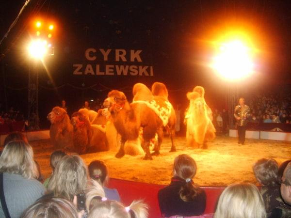 Cyrk Zalewski Inowrocław 2009 Zakaz kopiowania zapraszamy na www.cyrk-fan.com #cyrk