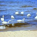 Stegna plaża. Turyści bardzo często karmią łabędzie z ręki :) www.stegna.za.pl #łabedzie #ptaki #morze #stegna