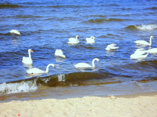 Stegna plaża. Turyści bardzo często karmią łabędzie z ręki :) www.stegna.za.pl #łabedzie #ptaki #morze #stegna