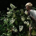 Hydrangea quercifolia `Brido' SNOWFLAKE - pokrój