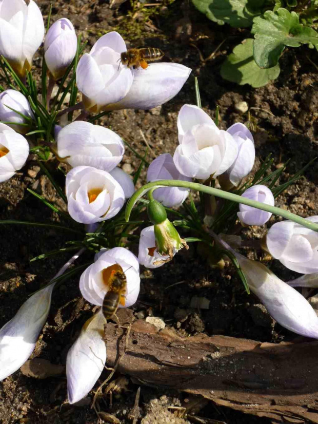 Z pierwszym dniem wiosny, pszczoły ruszyły do pracy. #ogród #wiosna #kwiaty