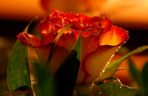 Nie ma jak to mieć urodziny zaraz po imieninach....dla żonki #kwiaty #róże