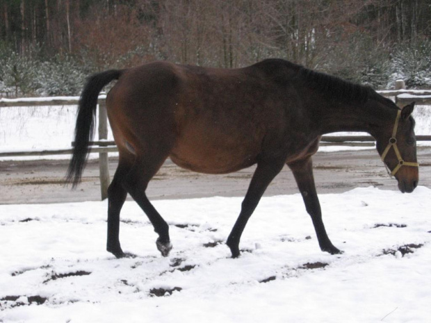 Lady na ostatnich nogach 2009