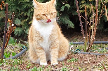 Języczek #Pusia #Warszawa #Rochowczyk #Franciszek #Wawer #zwierzęta