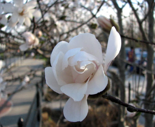 Anielsko pachnące gwiazdy,czyli magnolia gwiazdzista-biala #magnolia