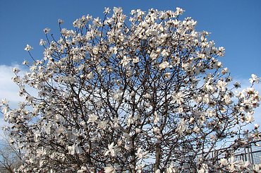 Anielsko pachnące gwiazdy,czyli magnolia gwiazdzista-biala #magnolia