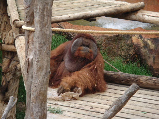 Orangutanek :) #JunglePark #Teneryfa #Orangutan #zwierzątka
